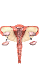 Polycystic Ovary Syndrome