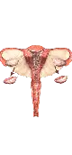 Polycystic Ovary Syndrome