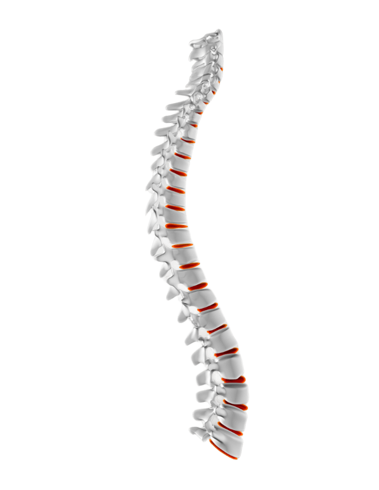 Spine