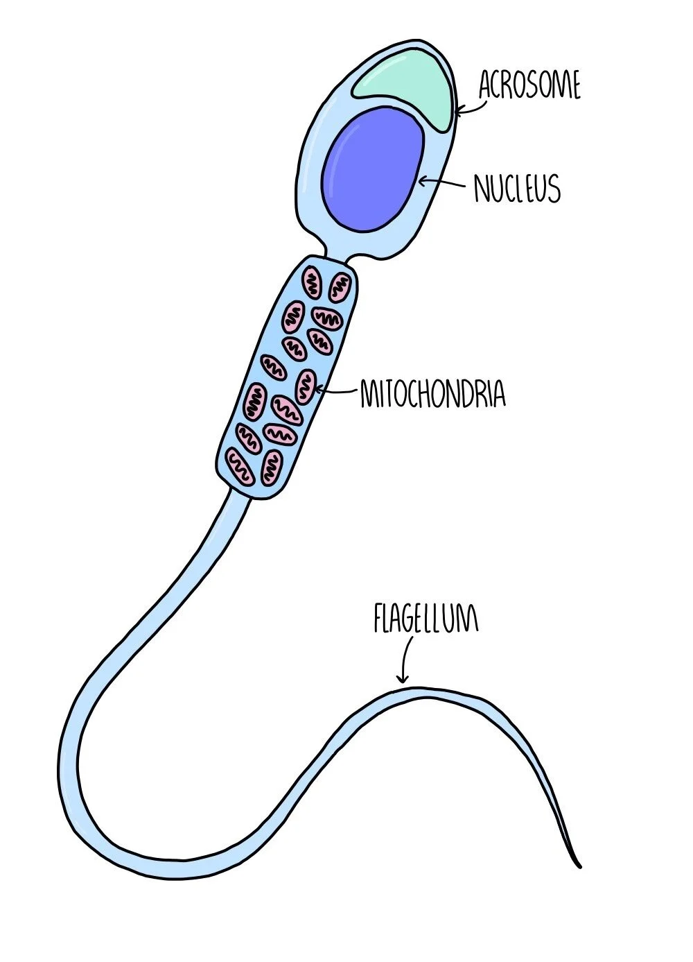 Low Sperm Count